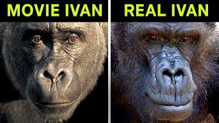 The One and Only Ivan vs. the True Story of Ivan the Gorilla