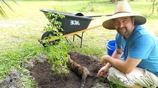 Building a food forest - planting Mango and Elderberry