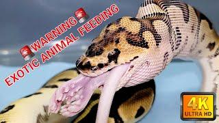 Watch a Ball Python Eat a Rat in 4K