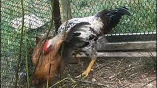 If you’ve never seen chickens ESTABLISH pecking order “watch this”