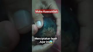 Mahakuasa Allah menciptakan buah jujur#shorts