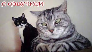 Funny Animal Videos 2024 - Funniest Dogs and Cats Videos #227