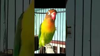 Suara Burung Lovebird Mencari Kawan #shorts