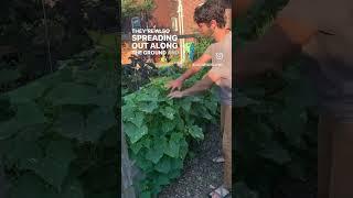 Hey cuc How’s it hangin’? #ediblelandscapes #gardening #ediblelandscape #garden #plant #cucumber