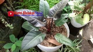 philodendron magelang mulai ramai tapi harganya murah  harga philodendron spesial Mantri Blusukan