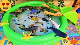 SEA ANIMALS FOR TODDLERS MOLA MOLA OCTOPUS TURTLE LOBSTER SHARK SEAL HERMIT CRAB AND OTHERS