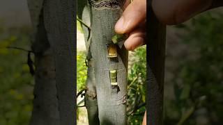 Bud Grafting is perfect way #grafting