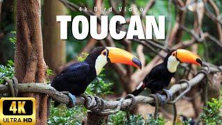 Jewel of the Jungle The Keel Billed Toucan in 4K Close-ups. #birds #4kvideo #documentary