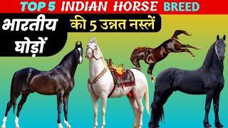 top 5 Indian horse breed  best indian horse breed  marwari horse  kathiyawadi horse