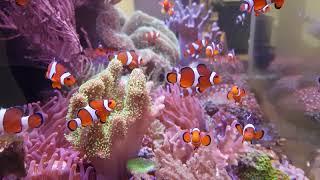 AF clownfish tank