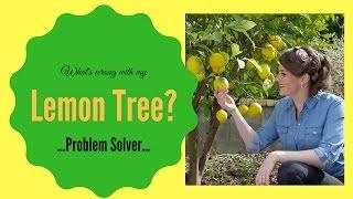 Whats wrong with my lemon tree?  Lemon Tree Diseases & Problem Solver  The Gardenettes