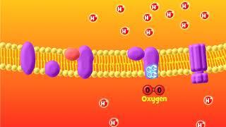 The Electron Transport Chain Explained Aerobic Respiration