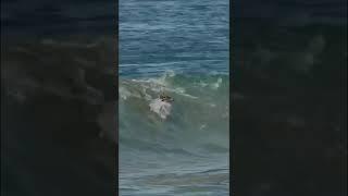 Deer jumps into the ocean for a few waves #surf #deer