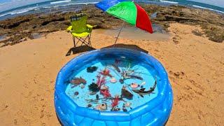 DIY  Tide Pool Beach  Pond With Sea Creatures And Fish