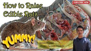 How to Raise Edible Rats I Edible Rat Farm- Thailand