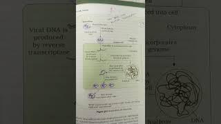 Replication of HIV#retrovirus#AIDS#neet#12thboards