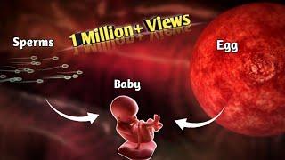 The Journey of Sperm and Egg The Fertilization Process  Pregnancy  Conception Explained in Urdu