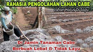 Pengolahan Lahan Cabe Yang Benar