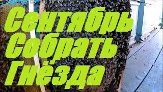 Сентябрь.Срочно сократить гнезда пчёл.Как правильно сокращать пчёл осенью и почему не получается.