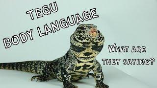 Body Language of Tegus What are They Saying?