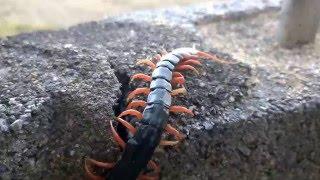 【閲覧注意】日本産最大級のムカデ トビズムカデ 接写有り Scolopendra subspinipes mutilans