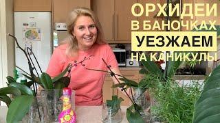 Орхидеи в баночках уезжаем и оставляем на каникулы