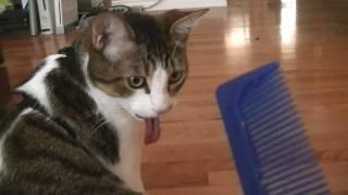 Funny Face Cat Sticking Tongue Out  Þ