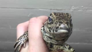 Golden tegu male being tame.