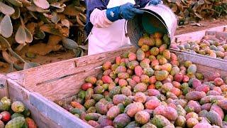 Cultivation And Harvesting Prickly Pear - Amazing agriculture Technology - Prickly Pear Processing