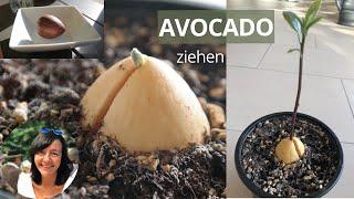 Avocado pflanzen Avocado selber ziehen - Vergleich Erde und Wasser