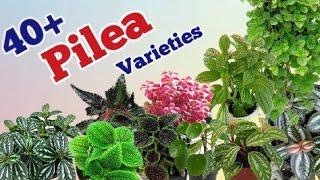 40+ Pilea plants varieties types of pilea plantsPinkish paradise