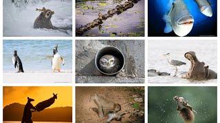 The Comedy Wildlife Photography Awards 2022  Winners