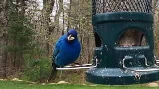 Indigo bunting