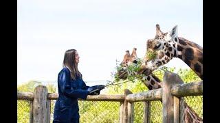 Giraffe Experience at Chester Zoo