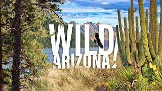 Wild Arizona