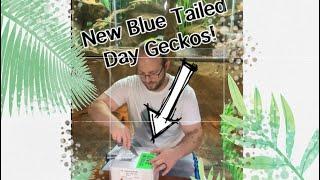 Unboxing Blue tailed day geckos for the zoo 