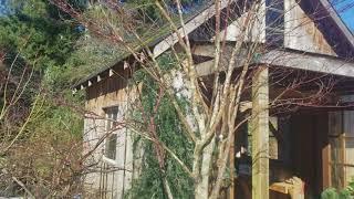 Impossible subject of pruning Japanese maples - Amazing Maples