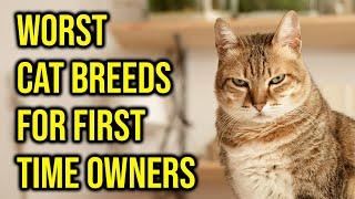 10 Worst Cat Breeds For First Time Owners All Cats