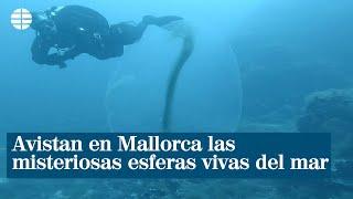 Avistan en Mallorca las misteriosas esferas vivas del mar