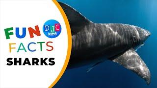  Shark-tastic Adventure Discover Fin-tastic Fun Facts with Ocean Explorers 