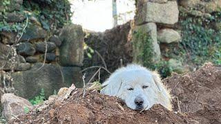 #8 week in Portugal renovating ancestral family homestead @Joaquim_Conde