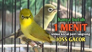 CIAK JOSS KECIAL KUNING GACOR NGEJOS SUPER KASAP  BUTUH SATU MENIT SAJA SEMUA KECIAL PASTI NYAUT