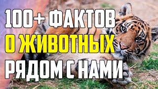 100+ ФАКТОВ О ЖИВОТНЫХ КОТОРЫЕ ЖИВУТ РЯДОМ С НАМИ