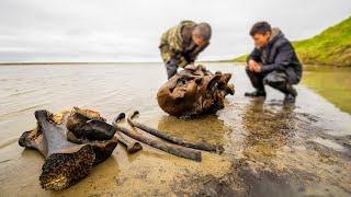 Скелет мамонта на Ямале. Редкие кадры раскопок. Останки вымершего животного  Полярные истории