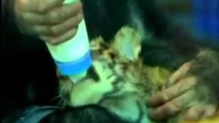 Young chimp bottle feeds tiger cubs