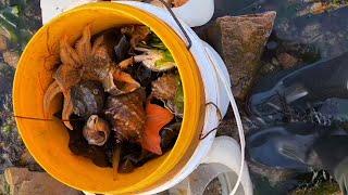 Coastal Foraging seafood Gathering catching crab and conch shellfish fish starfish