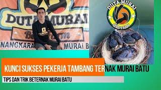 Cara Ternak Murai Batu  Ring Duta Murai BF