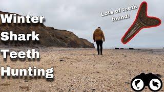 Winter SHARK TEETH hunting LOADS of TEETH found  Walton-On-The-Naze fossil hunting