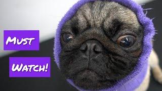 Cute funny Pug  World Famous Dog