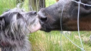 Cow licks Dog